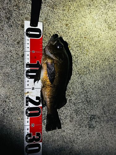 シロメバルの釣果
