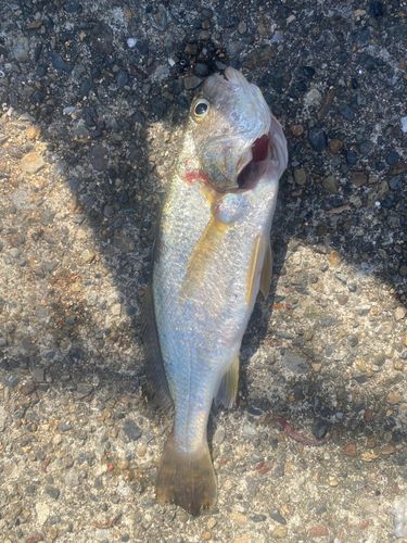 イシモチの釣果