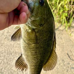 スモールマウスバス