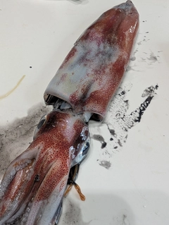 ケンサキイカの釣果