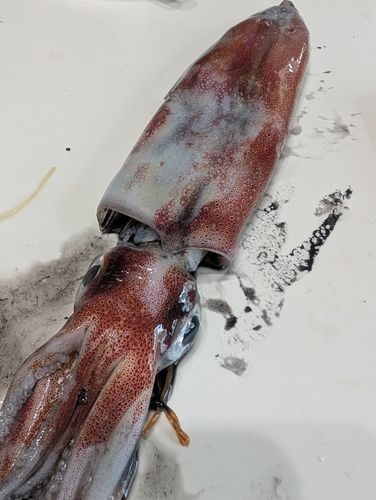 ケンサキイカの釣果