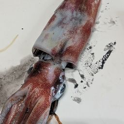 ケンサキイカ
