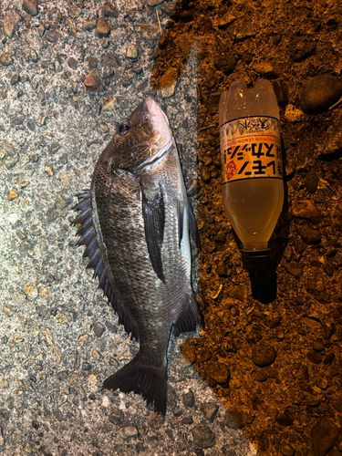 チヌの釣果