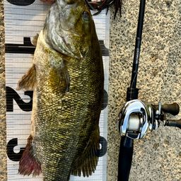 スモールマウスバス