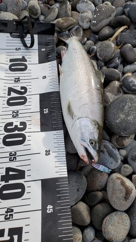 サクラマスの釣果
