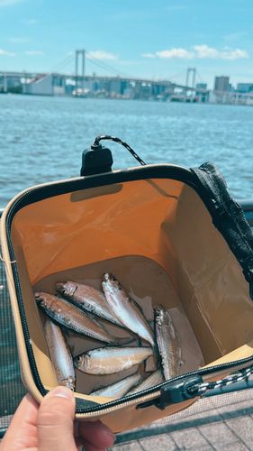 サッパの釣果