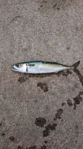 サバの釣果