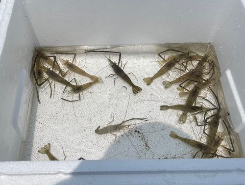 テナガエビの釣果
