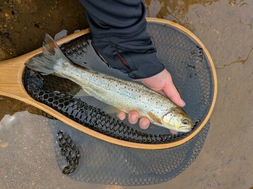 ブラウントラウトの釣果