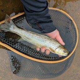 ブラウントラウト