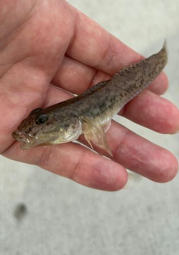 マハゼの釣果