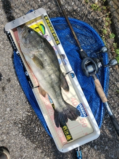 ラージマウスバスの釣果
