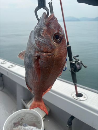 タイの釣果