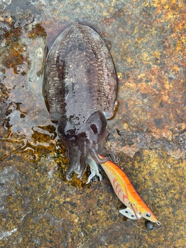 ハリイカの釣果