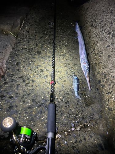 ダツの釣果