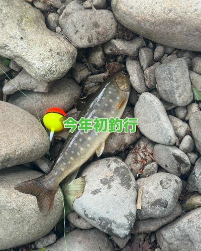 イワナの釣果