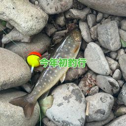 イワナ