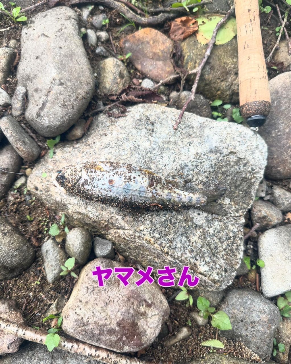 ヤマメ