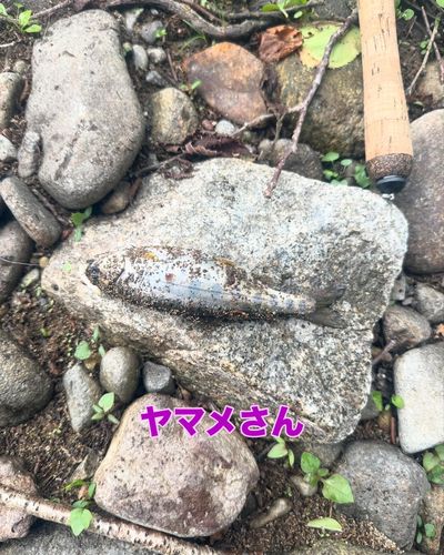 ヤマメの釣果