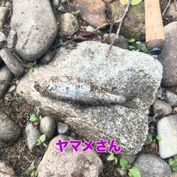 ヤマメ