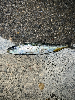 サバの釣果