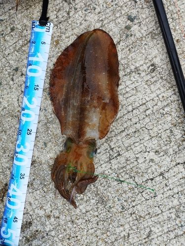 アオリイカの釣果