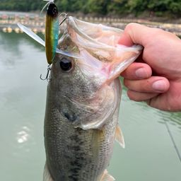ブラックバス