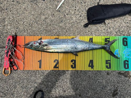 サゴシの釣果