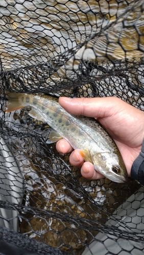 ヤマメの釣果