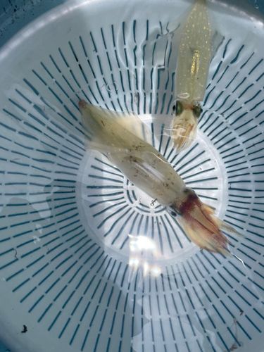 マルイカの釣果