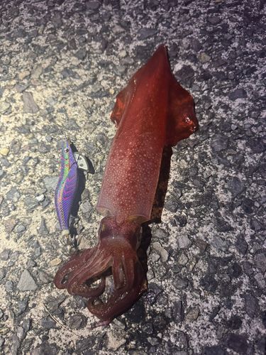 ケンサキイカの釣果