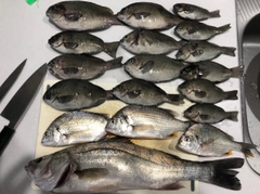 グレの釣果