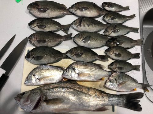 グレの釣果