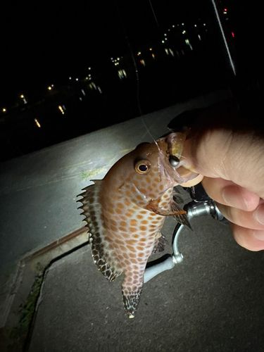 オオモンハタの釣果
