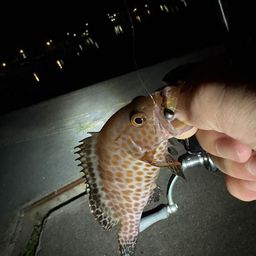 オオモンハタ