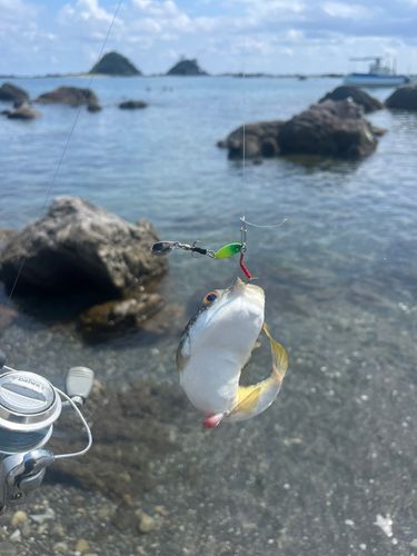 フグの釣果