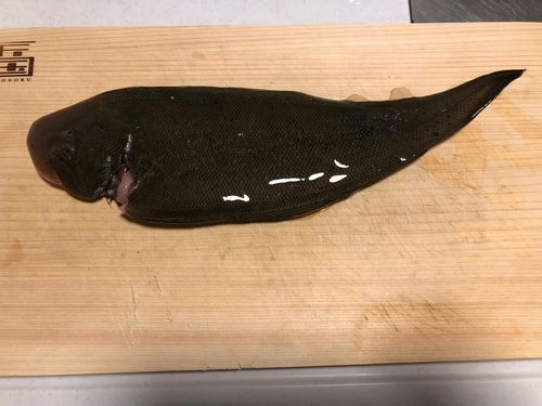 シタビラメの釣果