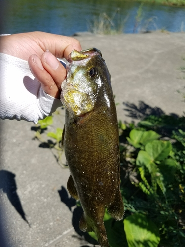 スモールマウスバスの釣果