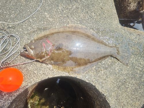 ヒラメの釣果