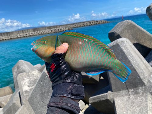 釣果