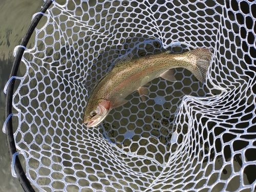 ニジマスの釣果