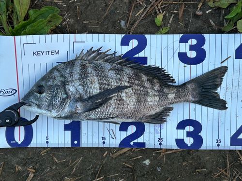 チヌの釣果