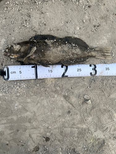 アブラコの釣果