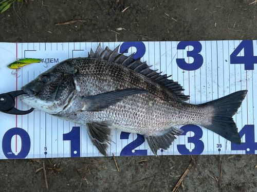 チヌの釣果
