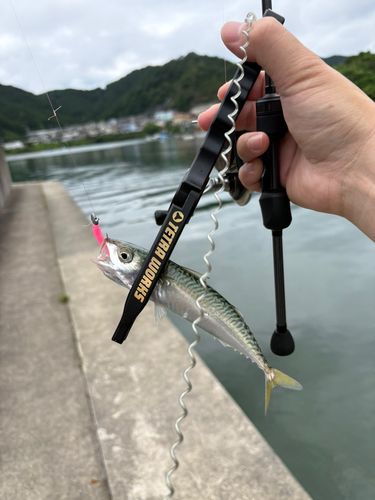 サバの釣果