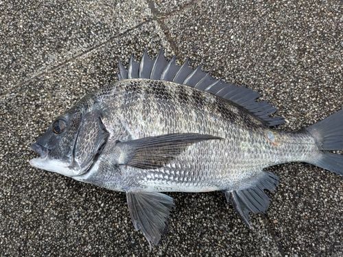 クロダイの釣果