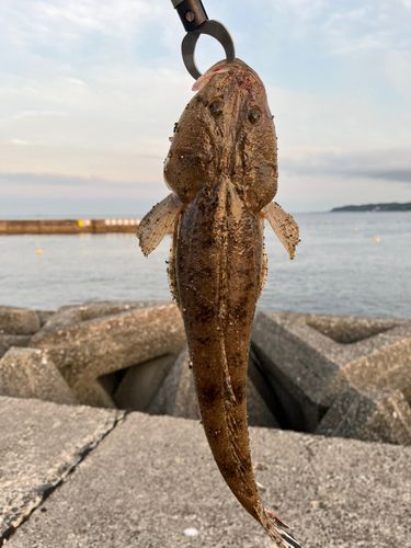 マゴチの釣果