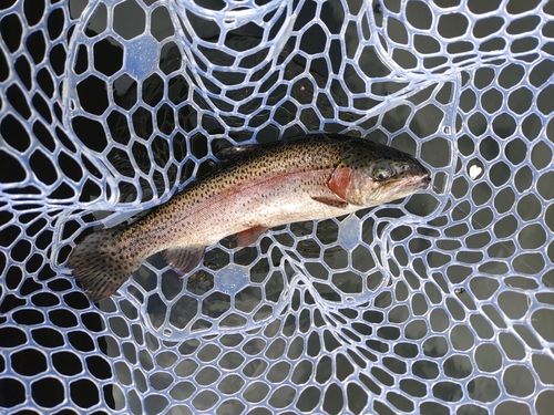 ニジマスの釣果