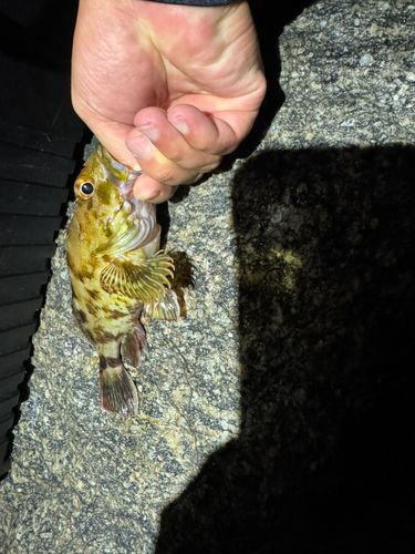 カサゴの釣果