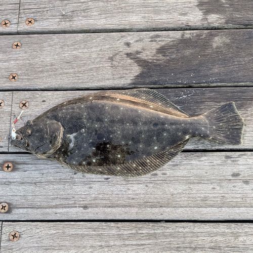 ソゲの釣果